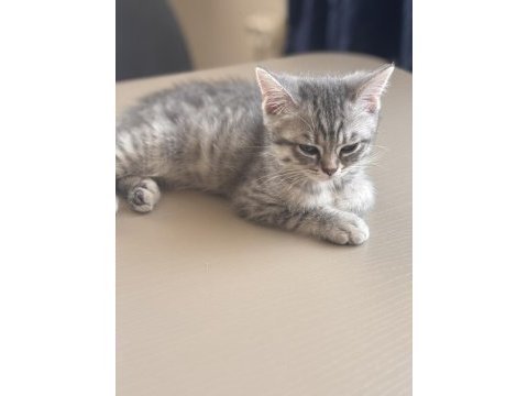 Scottish fold mersin 2 aylık