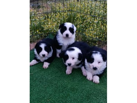 Border collie yavrular