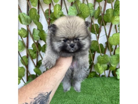 Pomeranian boo 4 dişi 1 erkek