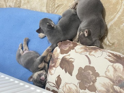 French bulldog yavru köpeklerim