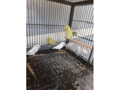 Yeni yeme düşmüş forpus yavrular