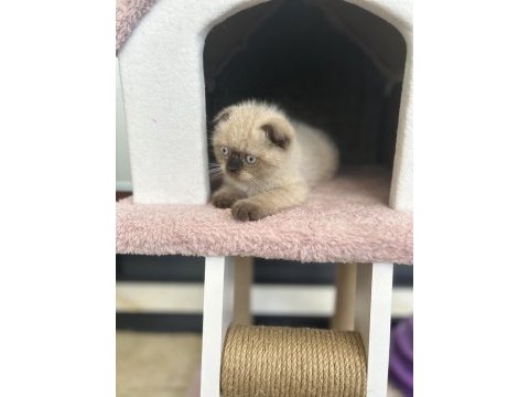 Scottish fold kedimiz yuvasını arıyor