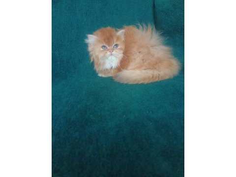 Şecereli safkan erkek british longhair yavrumuz