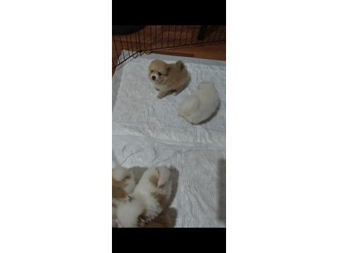Sahiplendirmeye hazır pomeranian yavruları