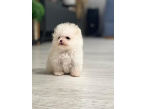 Pomeranian boo köpeğimiz