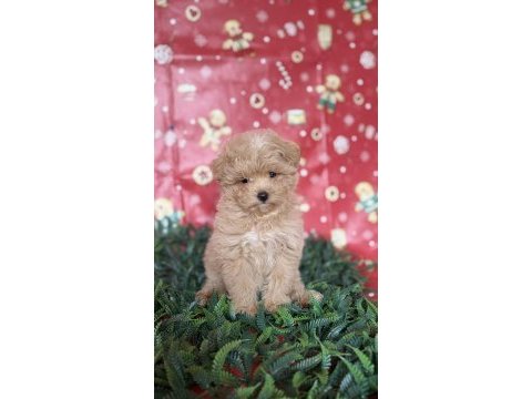 Maltipoo yavru köpeğimiz