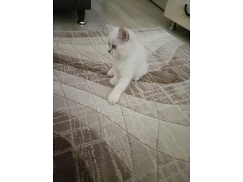 10 temmuz doğumlu yavru kedimiz