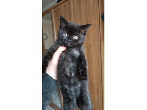 British shorthair dark chocolate yavru