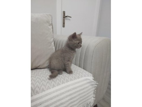 British shorthair yavrumuz yeni sahibini arıyor