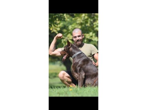 A kalite iri döşlü doberman yavru