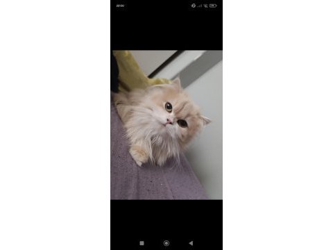 British longhair cy 12 dişi