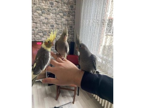 Ev üretimi ele alıştırmalık sultan papağanlar