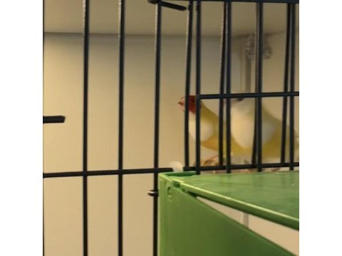 1 çift ispanyol golden finch