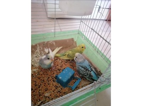 4 erkek 1 dişi muhabbet kuşları