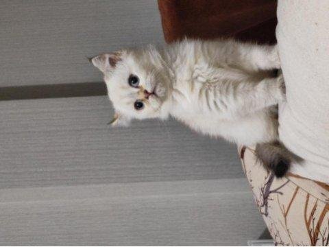 Irk garantili scottish fold yavrular bilgi özelden verilecek