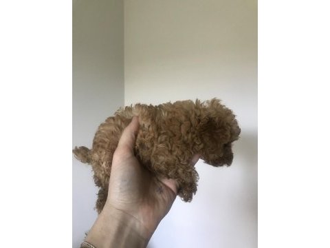Reddown toy poodle 2 aylık