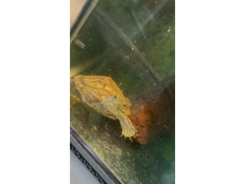 Sağlıklı erkek ve dişi su kaplumbağaları