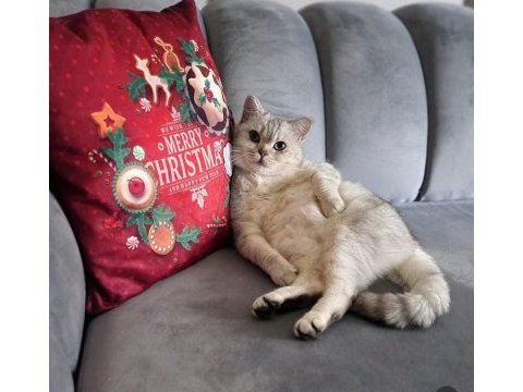 Kedimiz zeynebime yuva arıyorum