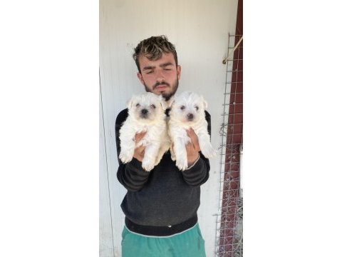 0 numara beyaz maltese terrier yavrular