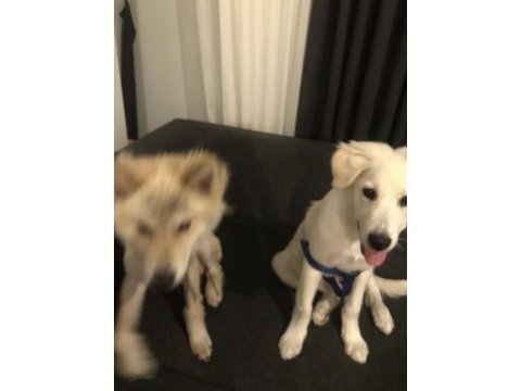 Acil 4 aylık köpeğimiz