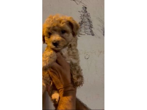 Maltipoo kalite yavrular ırk sağlık garantili