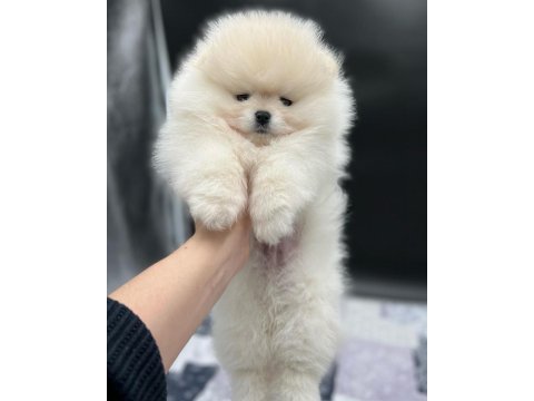 Pomeranian boo yavruları
