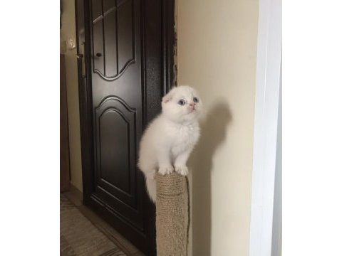 Safkan oyuncu scottish fold yavrularım