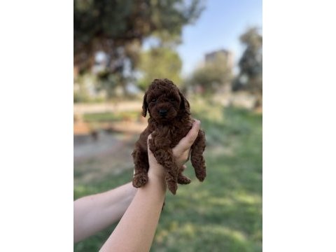 Teacup erkek-dişi poodle