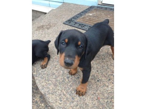 Sağlık ve ırk garanti doberman