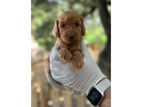 Maltipoo yavrularımızı canlı görerek alabilirsiniz