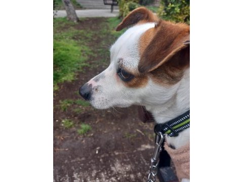2 yaşında küçük ırk jack russell terrier