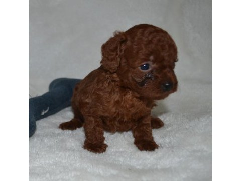 Tea cup dark red poodle yavrular
