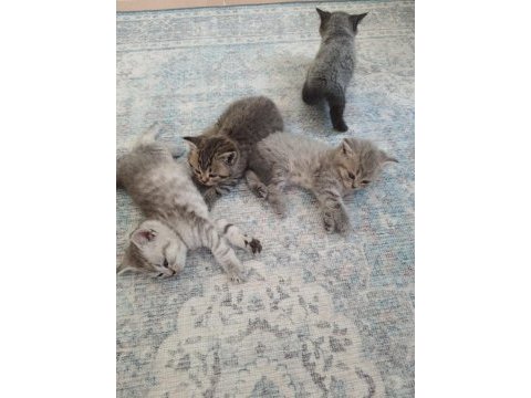Yuva arayan sevimli british shorthair yavrularımız