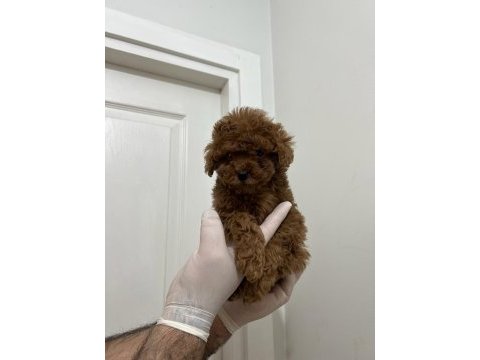 En tatlı poodle yavruları bizde
