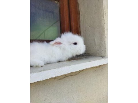 Sevimli minik tavşanlar