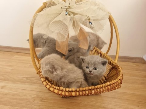 Safkan british shorthair yavrular
