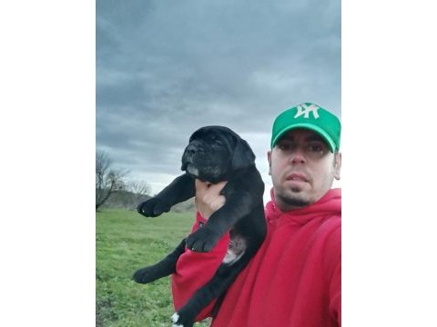 Şecereli cane corso yavruları