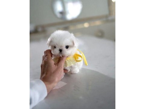 Maltese kore teacup kızım ayra max (2 kg )