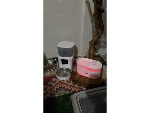 4 aylık poodle dişi