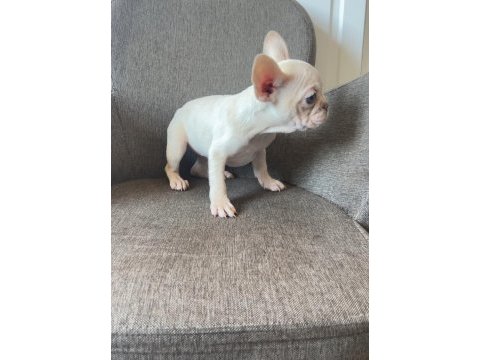 Renkli gözlü french bulldog yavrularım