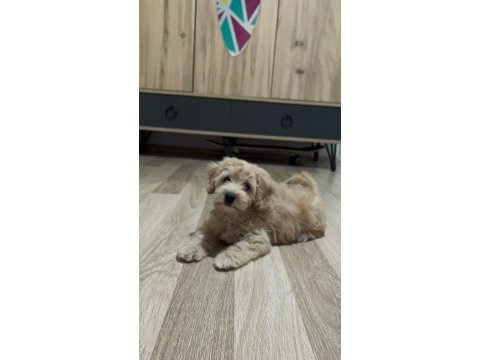 Yuva arıyoruz maltipoo köpeğimize