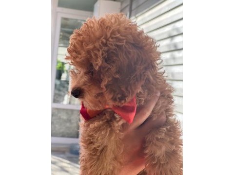 Toy poodle köpeğimi sahiplendirme