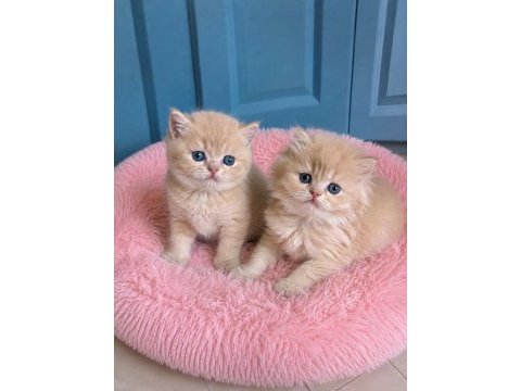 Çok nadir mavi gözlü golden british shorthair yavrular