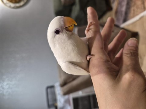 Sevda papağanı bebekler