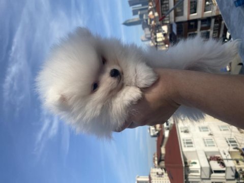 Pomeranian boo 2 aylık erkek