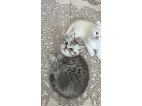 Ns 11 silver scottish fold bebeklerim