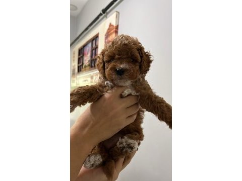 5 adet dişi erkek poodle