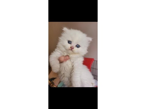 Minik panda muhteşem güzellik scottish