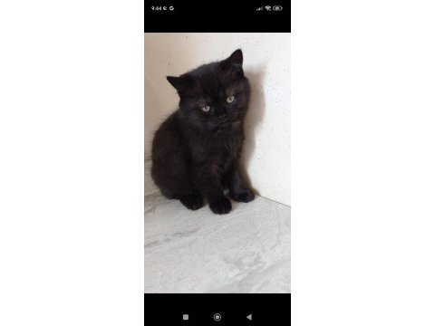 Sahiplendirme british shorthair