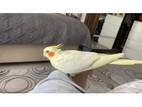 Sağlıklı tertemiz sultan papağanı